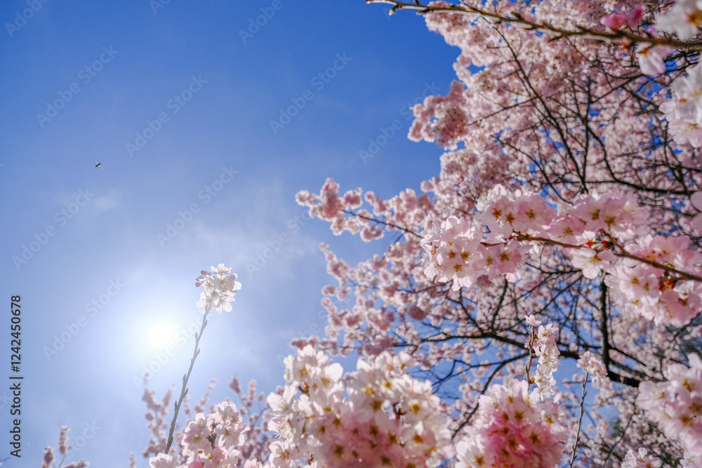 満開の春めき桜と青空の絶景