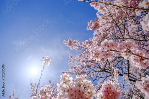 Obraz na płótnie 満開の春めき桜と青空の絶景 w salonie