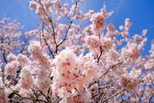Obraz na płótnie 満開の春めき桜と青空の絶景 w salonie