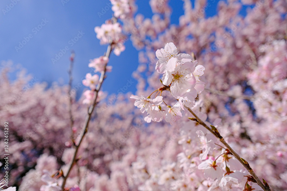 満開の春めき桜と青空の絶景