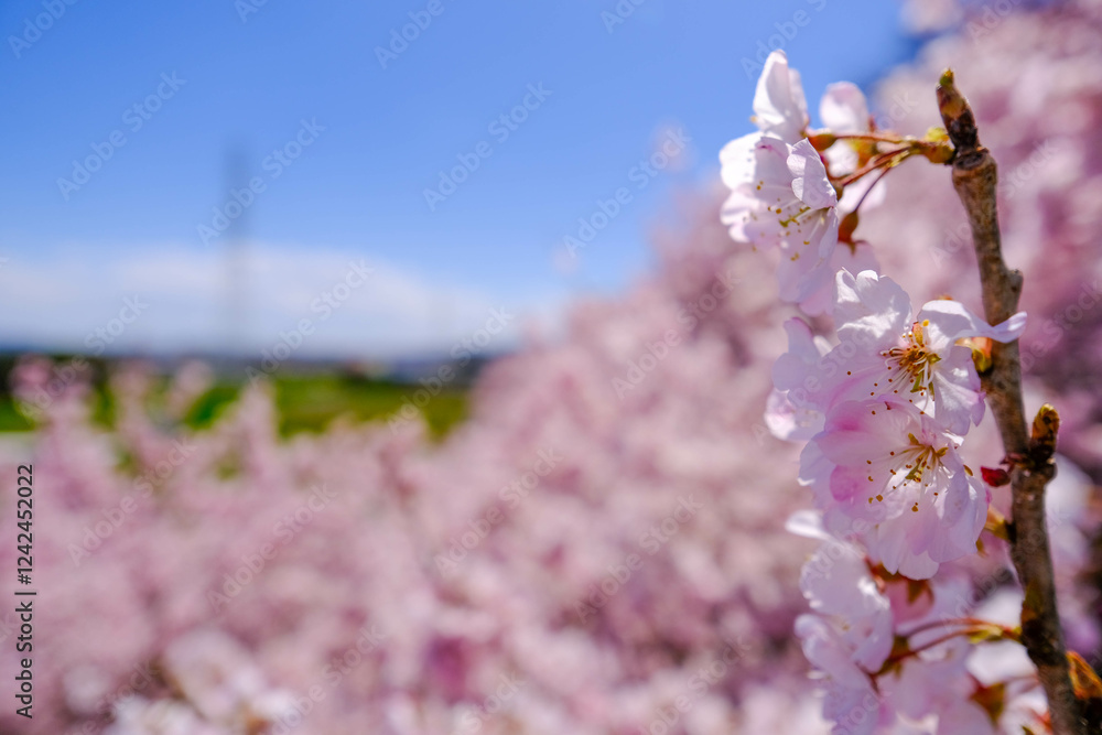 満開の春めき桜と青空の絶景