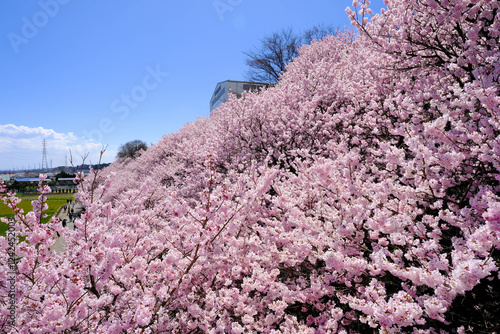 Obraz na płótnie 満開の春めき桜と青空の絶景 w salonie