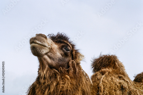 Camel photo