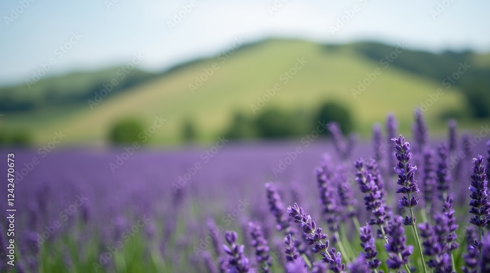 Obraz premium A shot of a lavender field, with a blurred background of a rolling and green hillside.