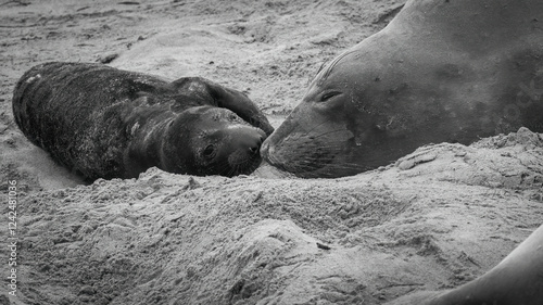 Obraz na plátně An Elephant Seal Mom and her pup
