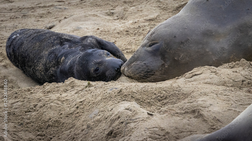 An Elephant Seal Mom and her pup