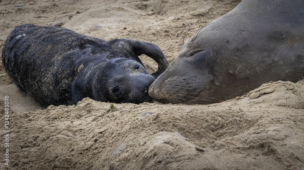 An Elephant Seal Mom and her pup An Elephant Seal Mom and her pup