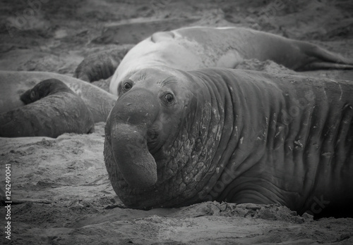 A large Elephant Seal Bull on the beach