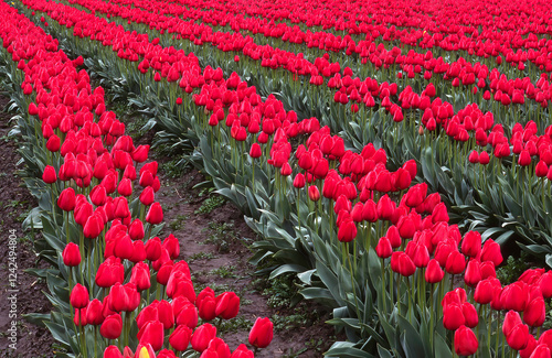 Rows of red tulips growing Skagit Valley Washington photo