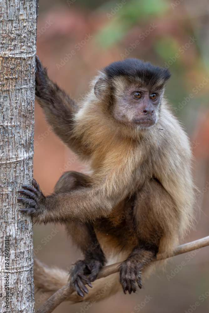 Obraz premium Capuchin Monkey looking over its shoulder