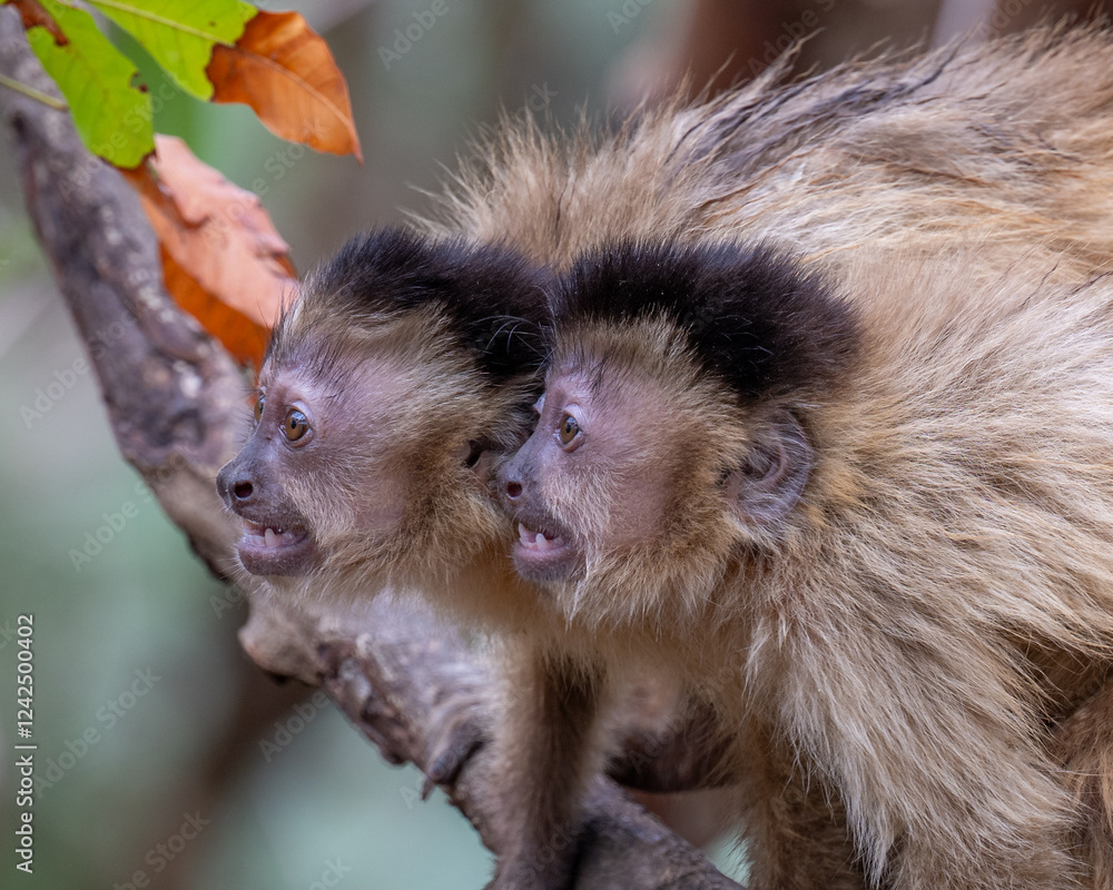 Obraz premium Agitated pair of Capuchin Monkeys