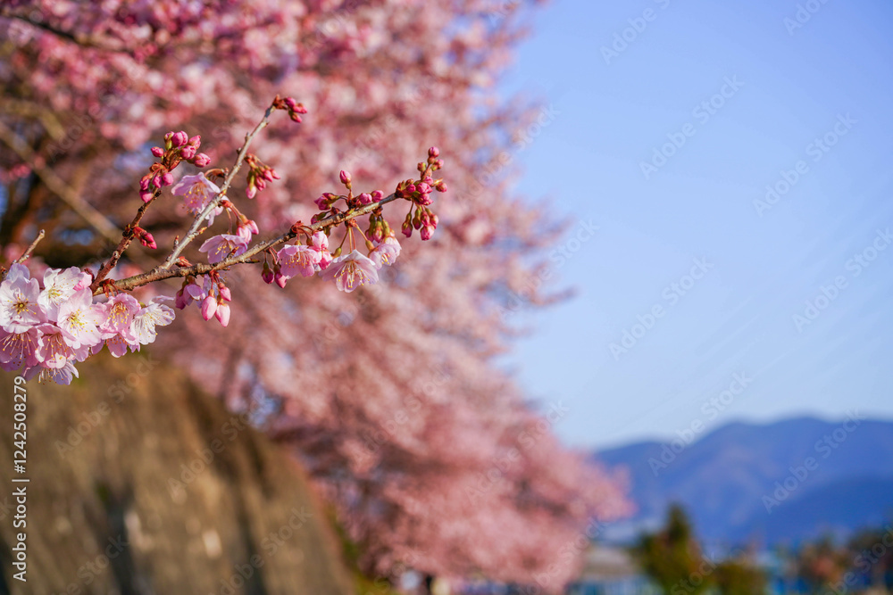 満開の春めき桜と青空の絶景