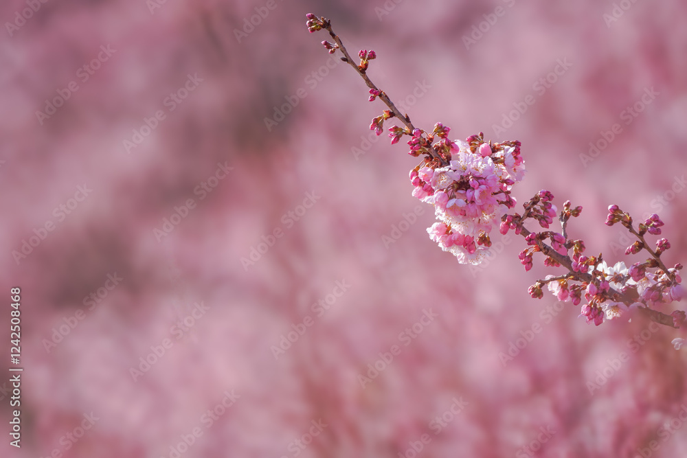 満開の春めき桜と青空の絶景