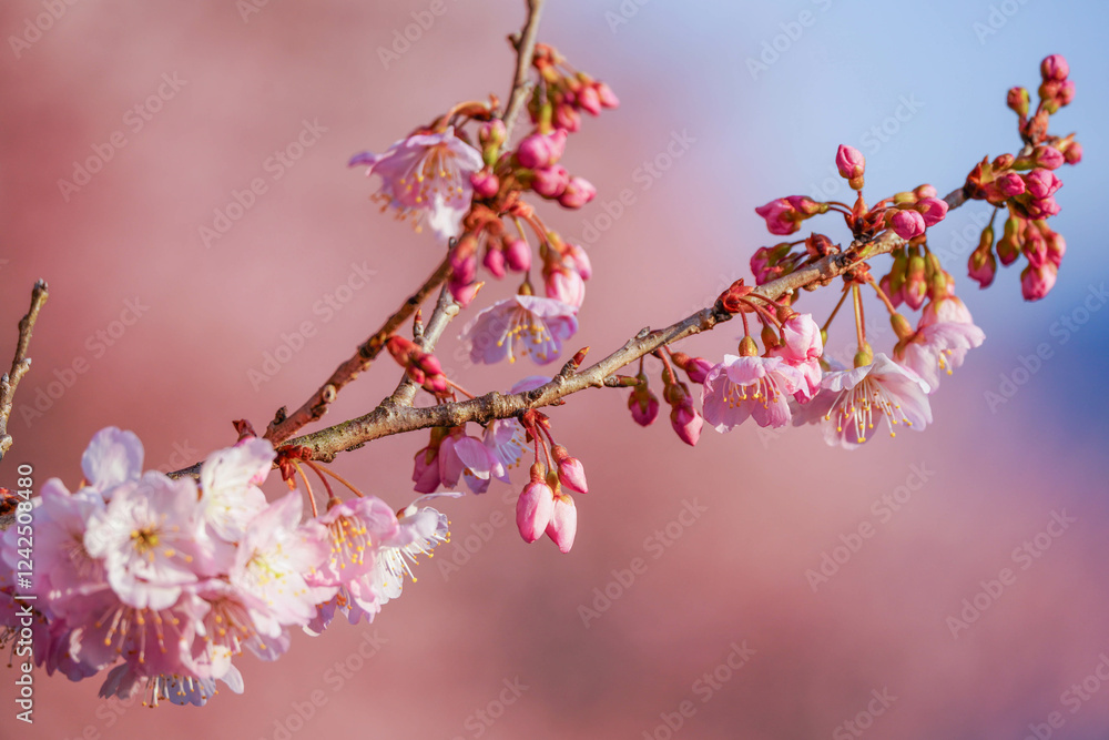 満開の春めき桜と青空の絶景