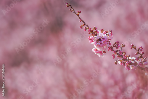 満開の春めき桜と青空の絶景