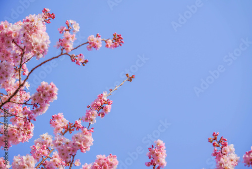 Obraz na płótnie 満開の春めき桜と青空の絶景 w salonie