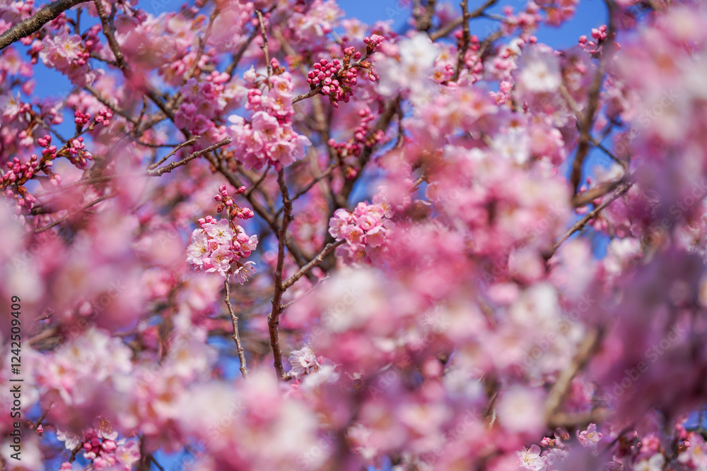 満開の春めき桜と青空の絶景