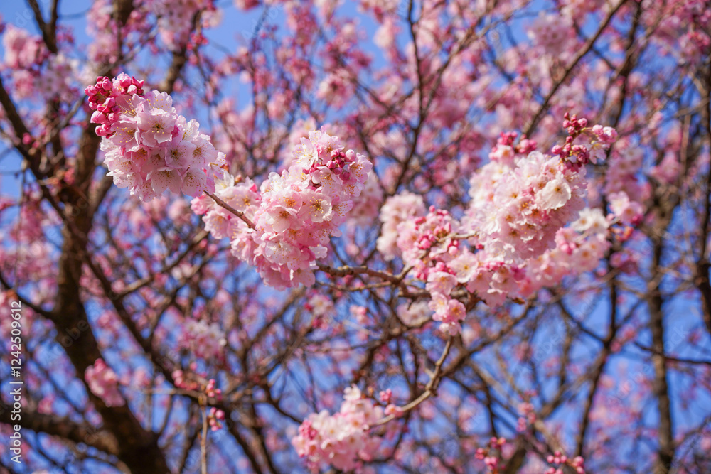 満開の春めき桜と青空の絶景