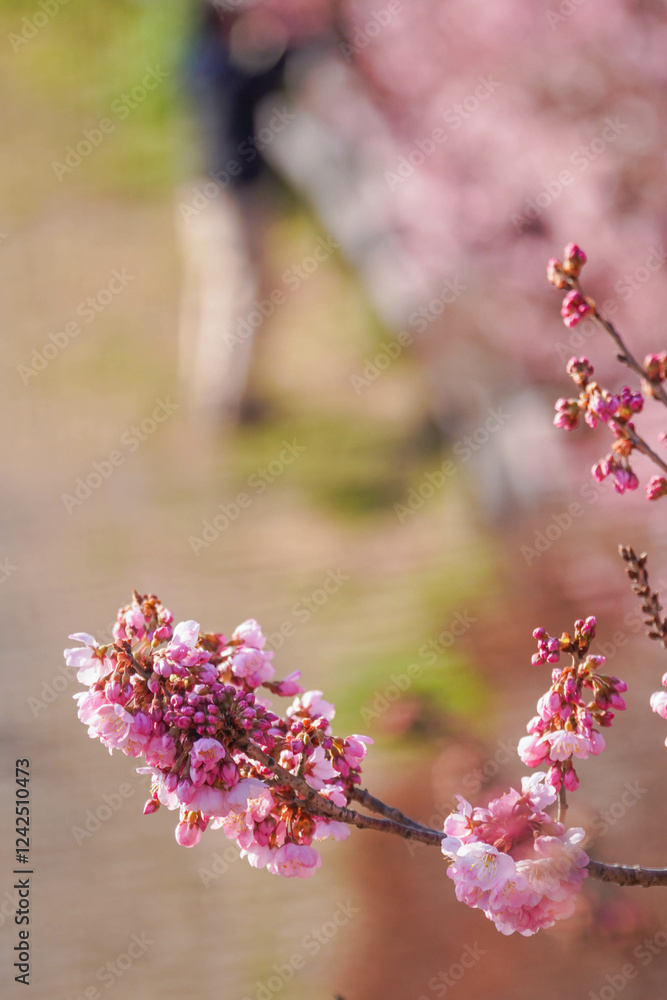 満開の春めき桜と青空の絶景