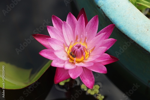 Bee and pink water lily 3