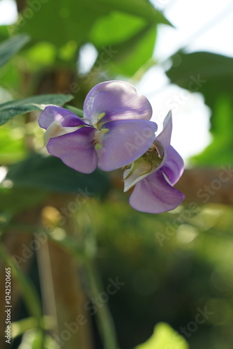 organic long bean flowers, bean flowers