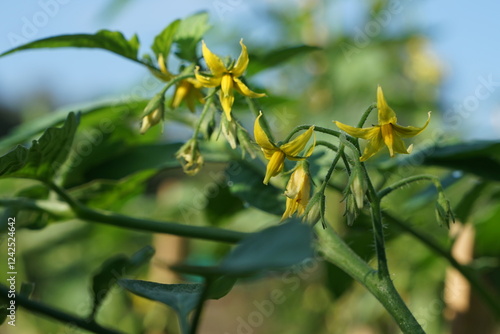 organic homegrown tomato flowers