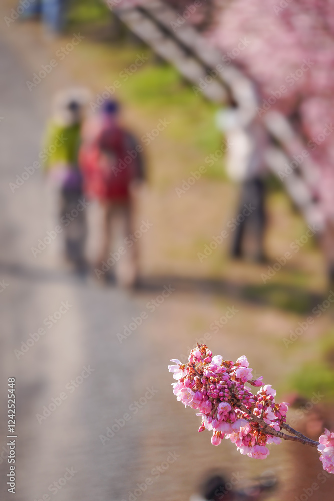 春めき桜が咲き誇る足柄の田園風景