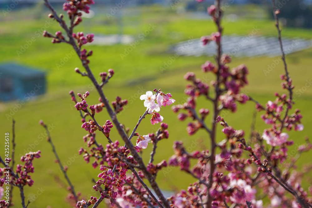 春めき桜が咲き誇る足柄の田園風景
