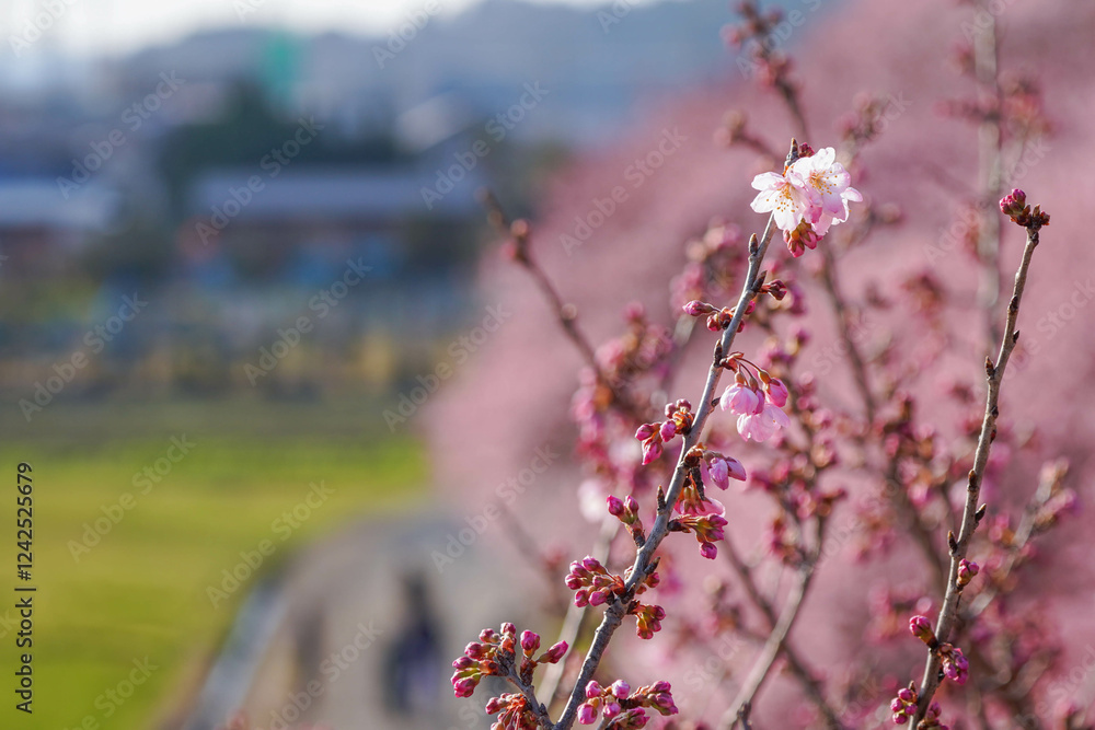 春めき桜が咲き誇る足柄の田園風景