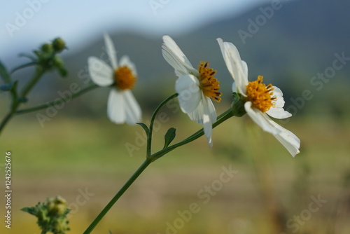 Bidens Alba, wild flower in the meadow 