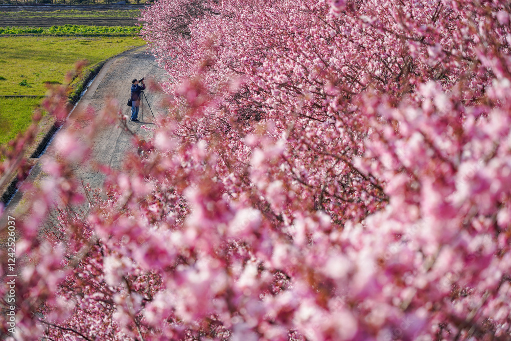 春めき桜が咲き誇る足柄の田園風景