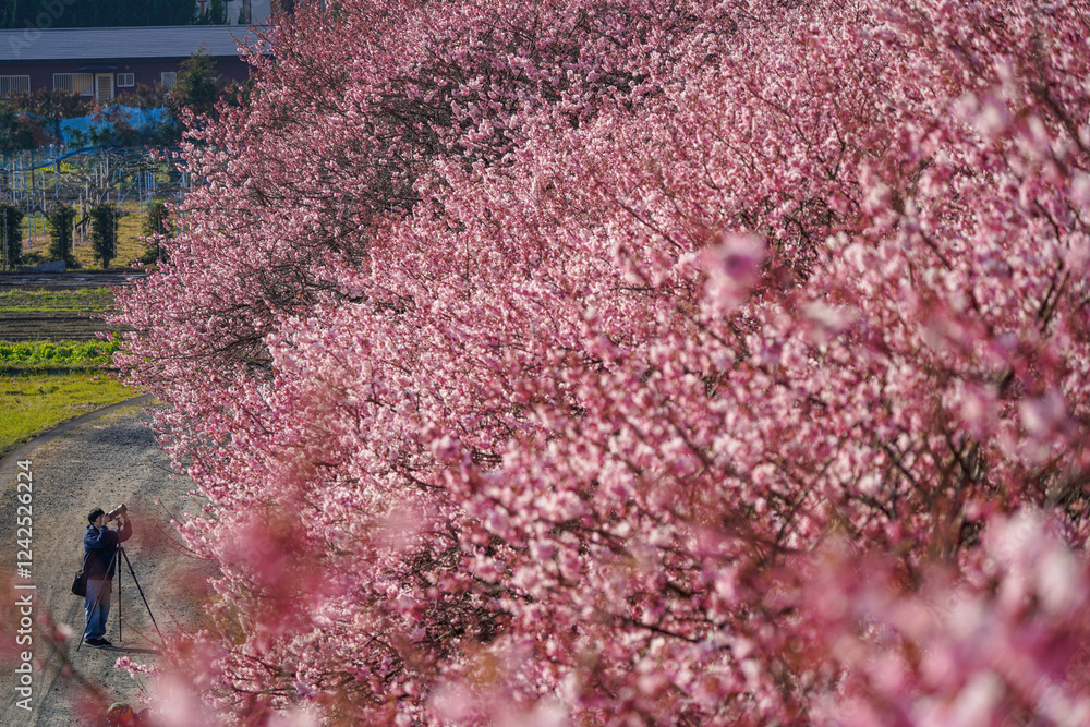春めき桜が咲き誇る足柄の田園風景