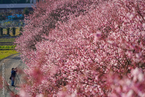 春めき桜が咲き誇る足柄の田園風景