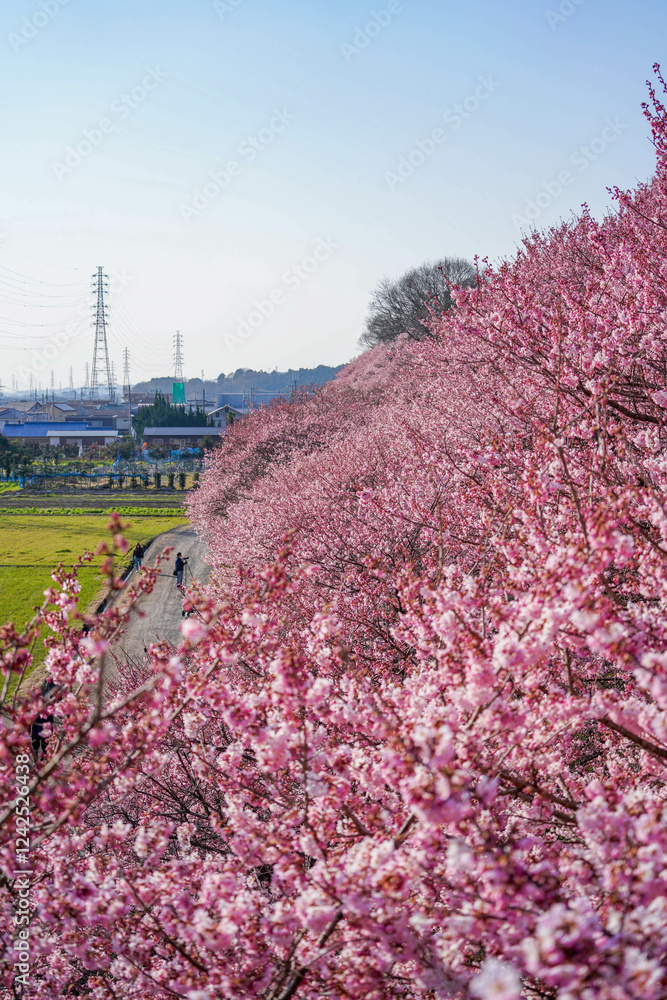 春めき桜が咲き誇る足柄の田園風景