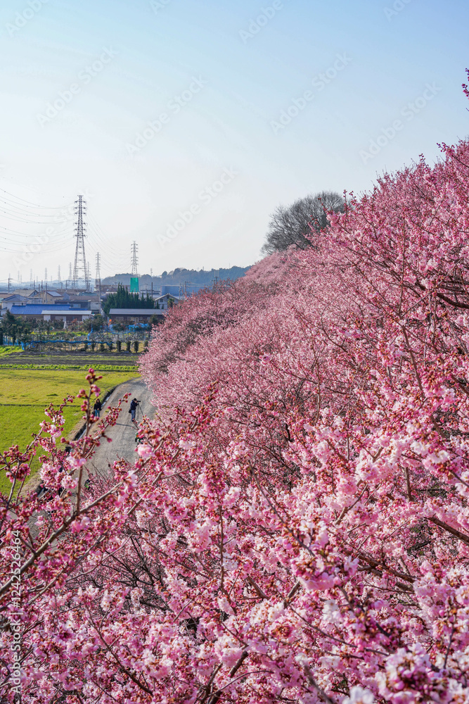 春めき桜が咲き誇る足柄の田園風景