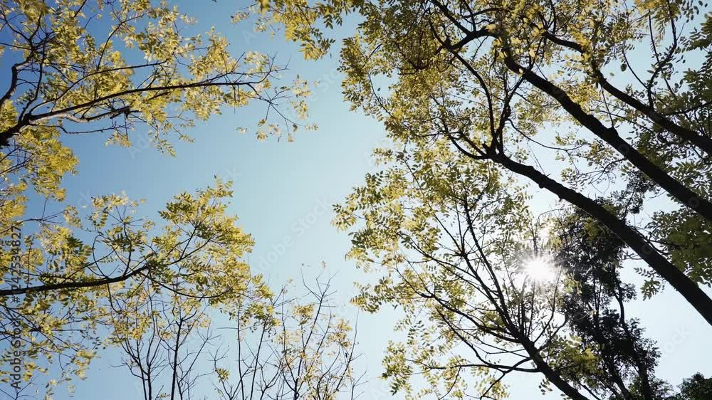 4k aerial video showcasing lush greenery and sunlit trees in a serene landscape during a clear day 4k aerial video showcasing lush greenery and sunlit trees in a serene landscape during a clear day