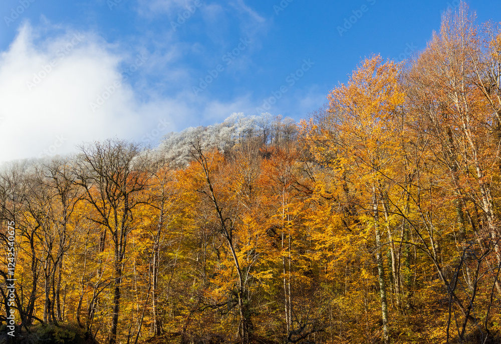 morning in a mountainous area, frost fell on the trees, the first rays of the sun awaken nature morning in a mountainous area, frost fell on the trees, the first rays of the sun awaken nature