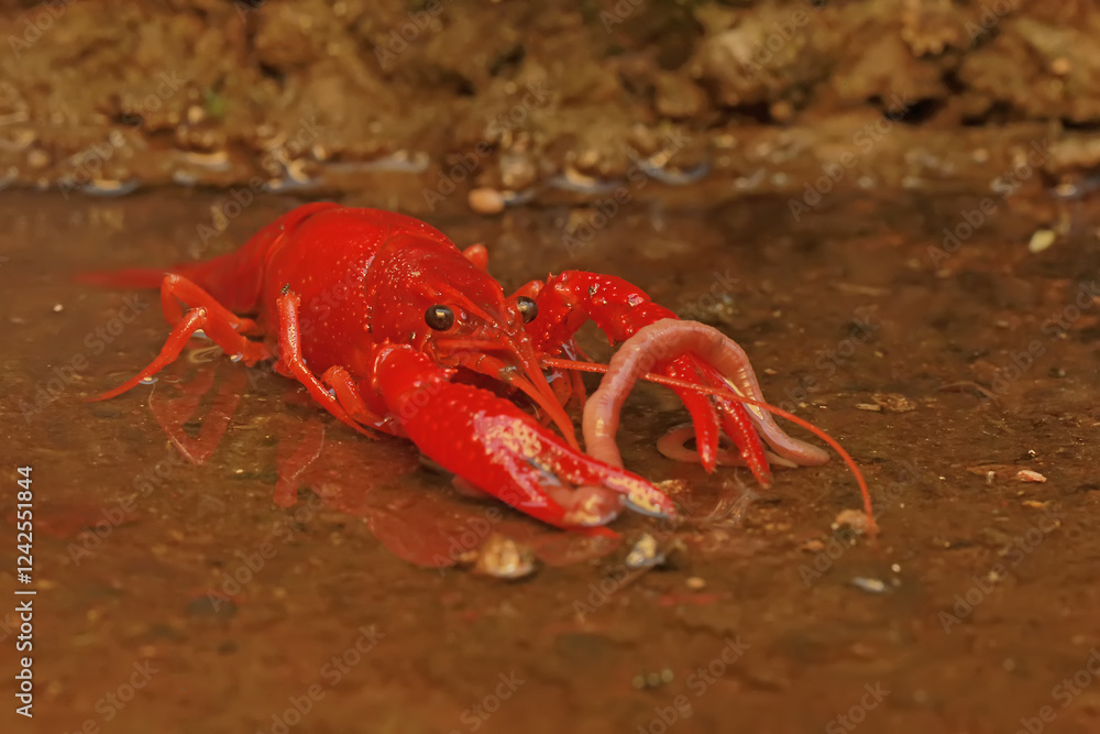A freshwater crayfish preys on earthworms in a shallow river. This aquatic animal has the scientific name Cherax quadricarinatus. A freshwater crayfish preys on earthworms in a shallow river. This aquatic animal has the scientific name Cherax quadricarinatus.