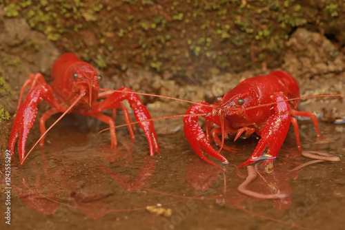 Two freshwater crayfish are preying on earthworms in a shallow river. This aquatic animal has the scientific name Cherax quadricarinatus. photo