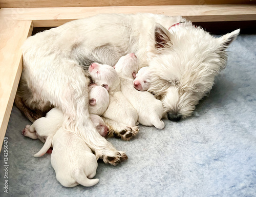 Fotografie Sleepy west highland white terrier bitch dog cuddling with newborn litter of pup