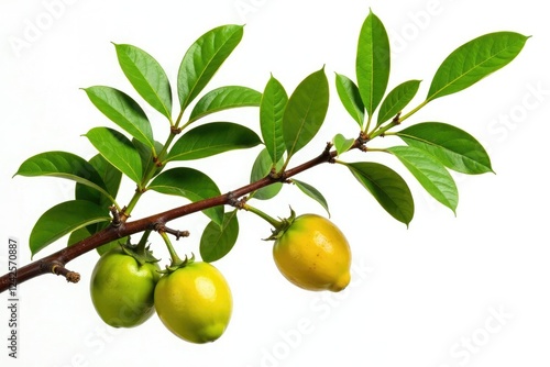Wallpaper Mural Starfruit tree branches isolated against white, branch on white, white background, green foliage Torontodigital.ca