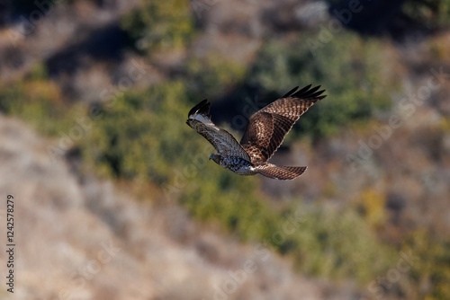 A red-tailed hawk taking off and flying