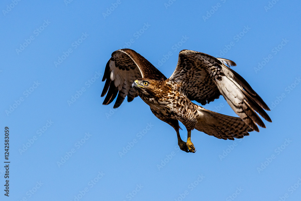 Fototapeta premium An eagle is taking off from the bush, and flies in the sky. `