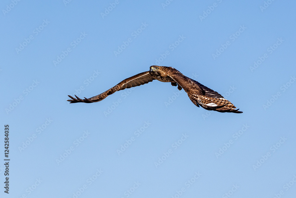 An eagle is taking off from the bush, and flies in the sky. ` An eagle is taking off from the bush, and flies in the sky. `