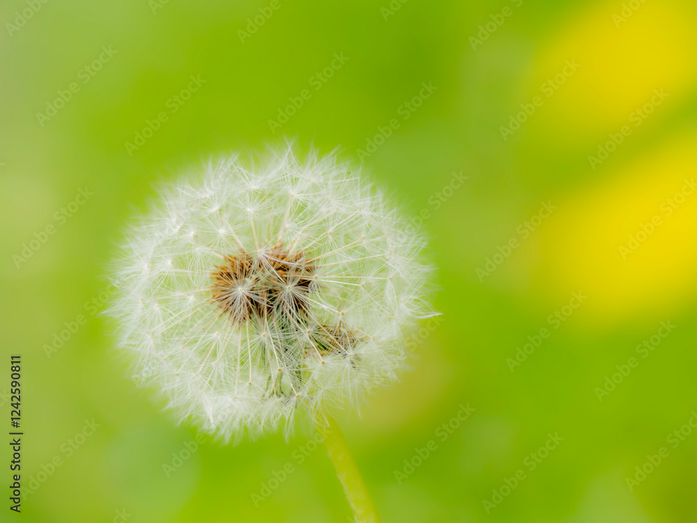 Fototapeta premium タンポポの綿毛のある風景