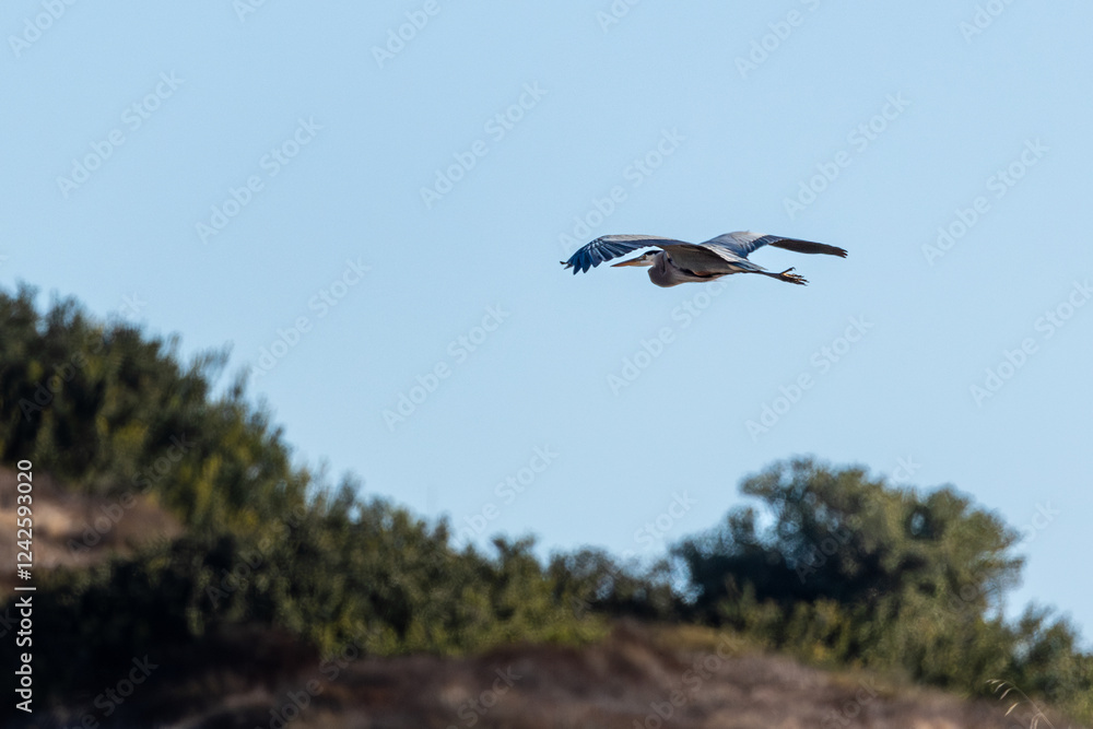A great blue heron flies over grass A great blue heron flies over grass