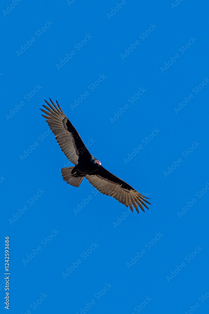 Fototapeta premium A Turkey vulture flies in blue sky 