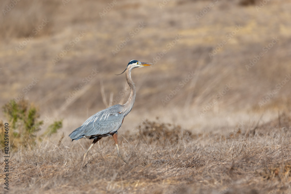 Obraz premium A great blue heron flies over brown grass