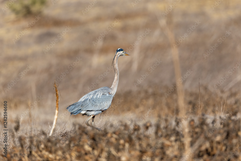 A great blue heron flies over brown grass A great blue heron flies over brown grass
