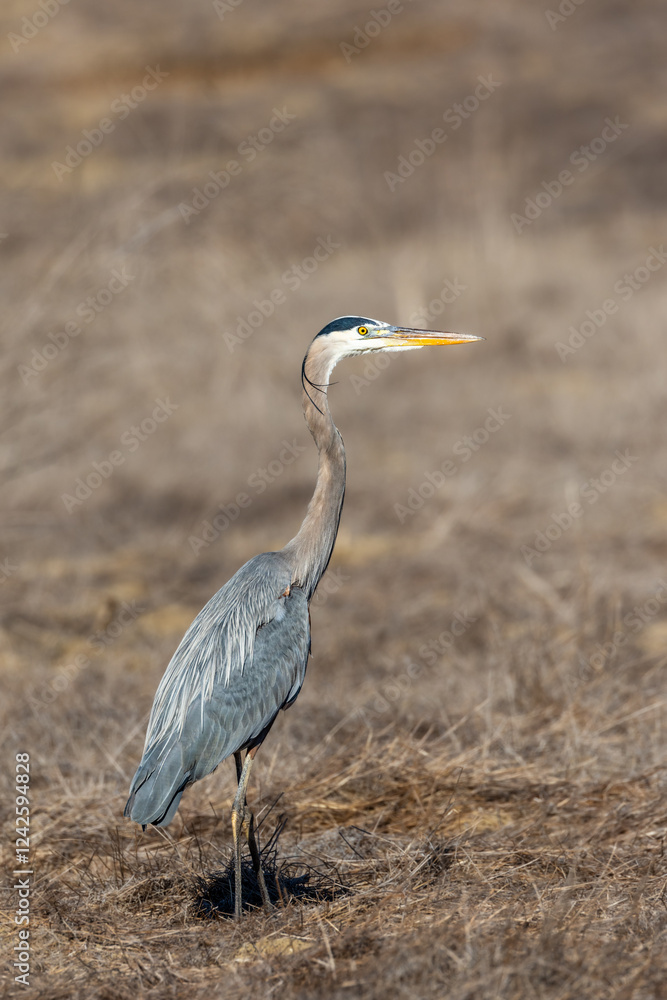 Fototapeta premium A great blue heron flies over brown grass